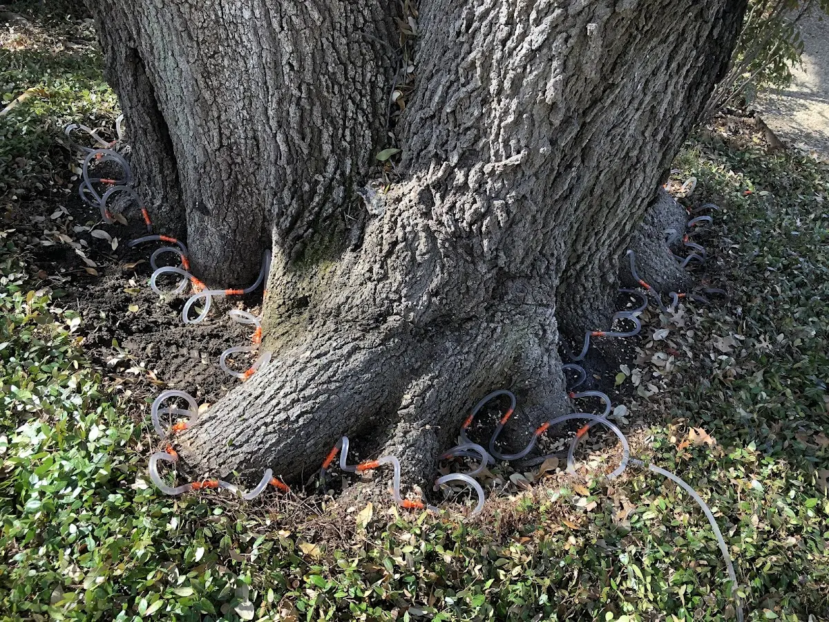 Detailed Tree Cabling and Bracing job site in Douglass