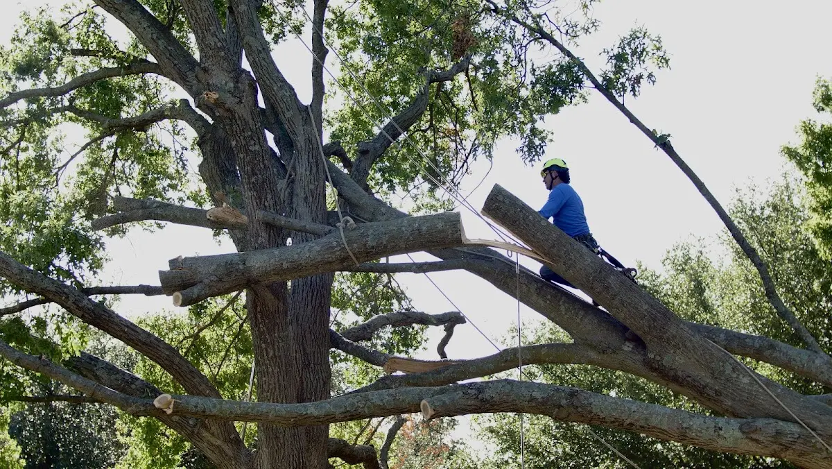 Professional Hazardous Tree Removal performed by certified arborists in Douglass